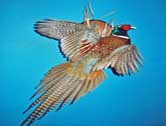 Ringneck Pheasant